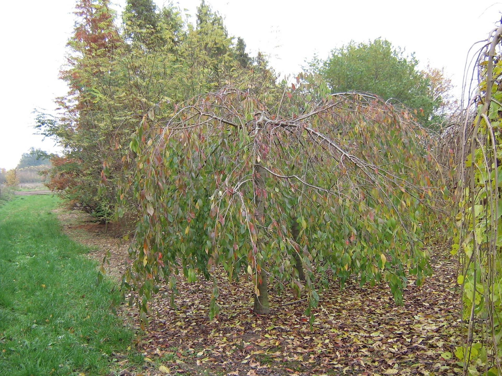 Prunus subhirtella Pendula Plena Rosea_01
